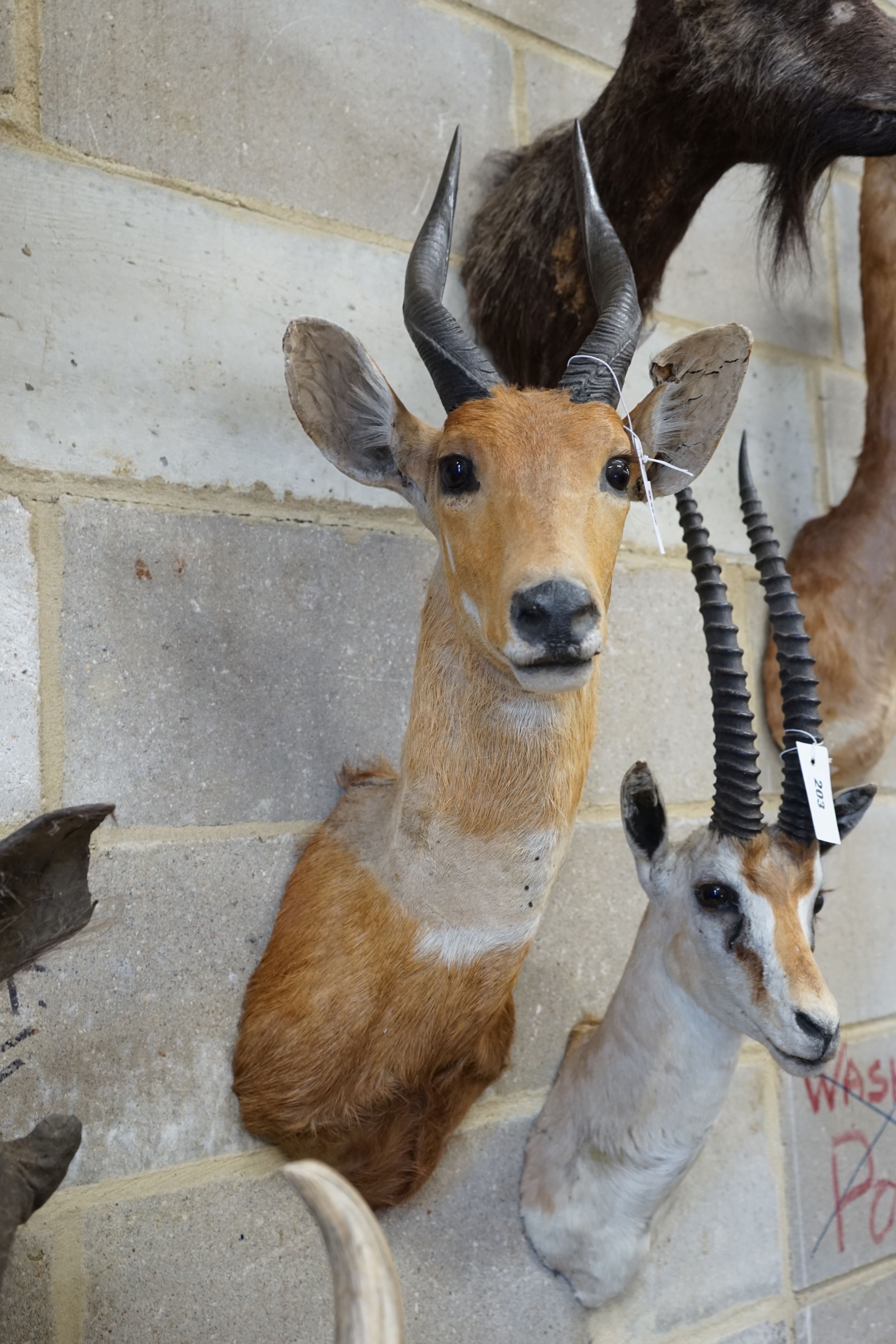 Taxidermy: A mounted antelope mask, approximately 74 cm high